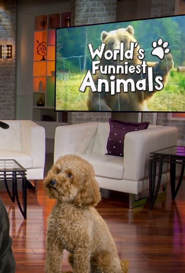 World's Funniest Animals (2020)
