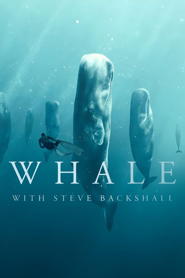 Whale with Steve Backshall    第⁨一⁩季
     (2023)