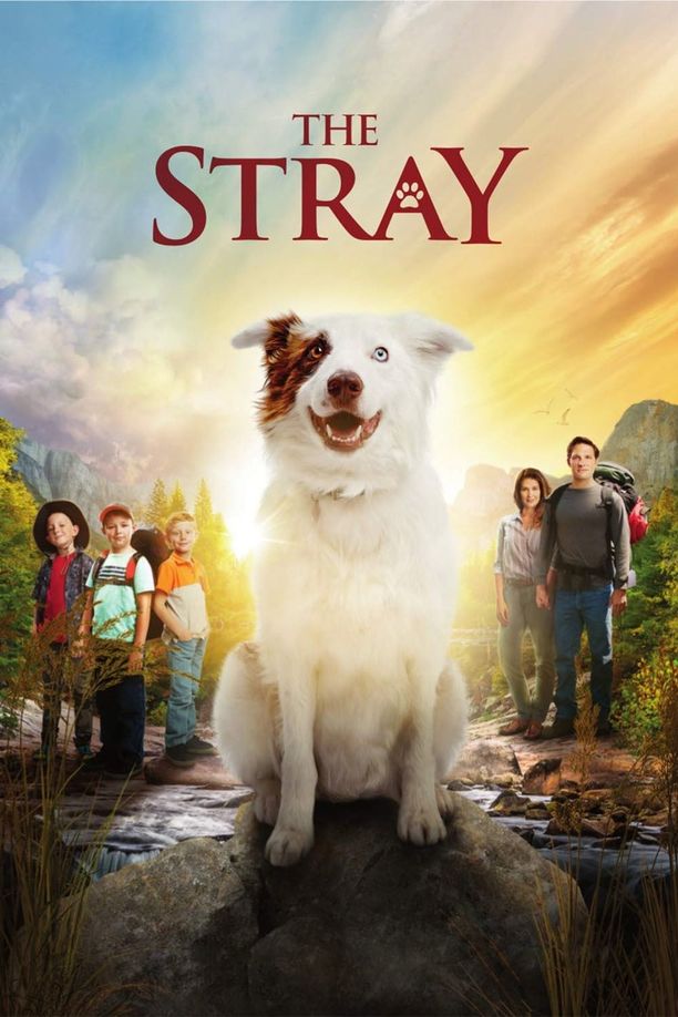 流浪狗The Stray (2017)