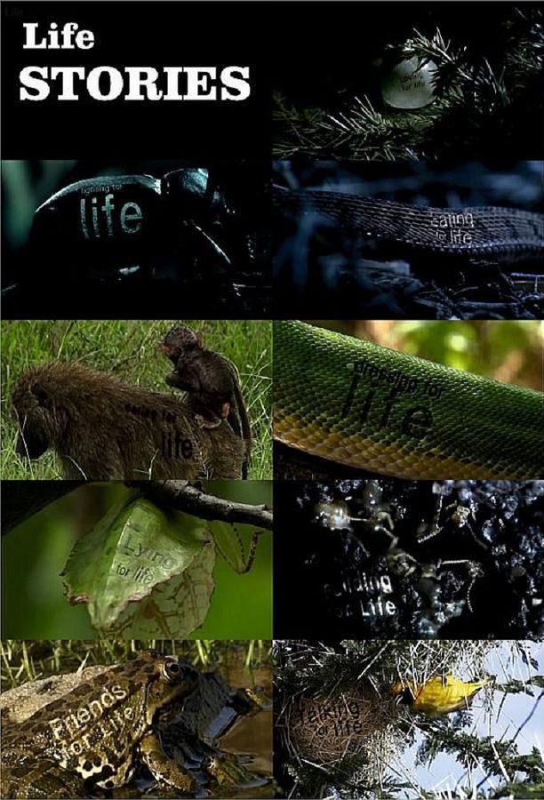 Life Stories    第⁨一⁩季
    
