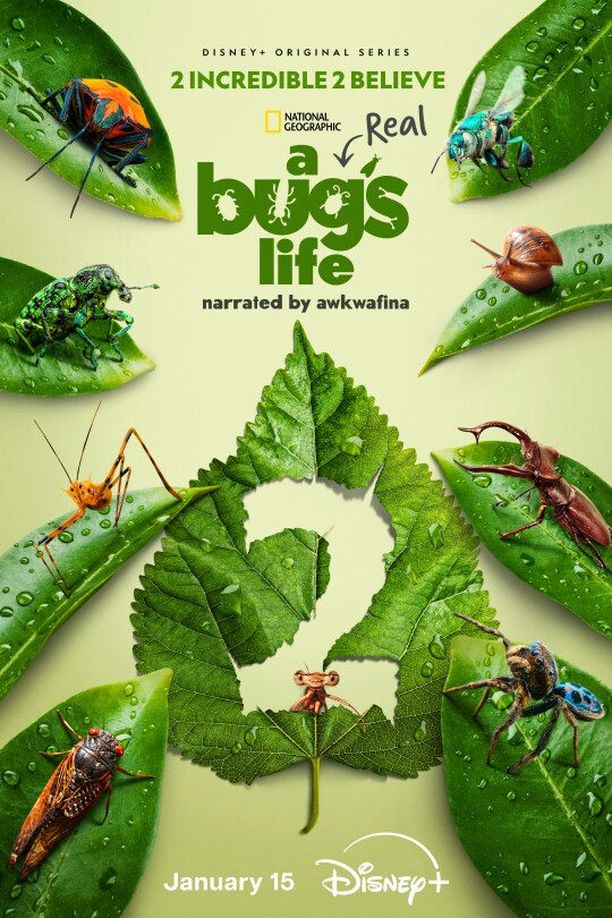 虫虫历险记    第⁨二⁩季
    A Real Bug's Life (2025)
