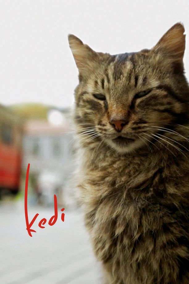 爱猫之城Kedi (2017)