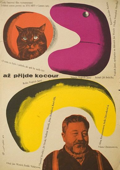 一日一猫