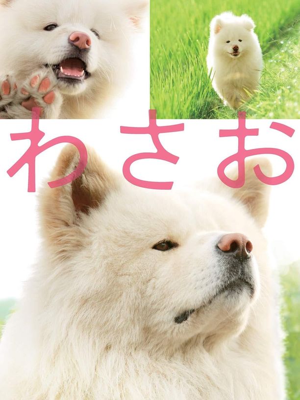 秋田犬蓬夫わさお (2011)