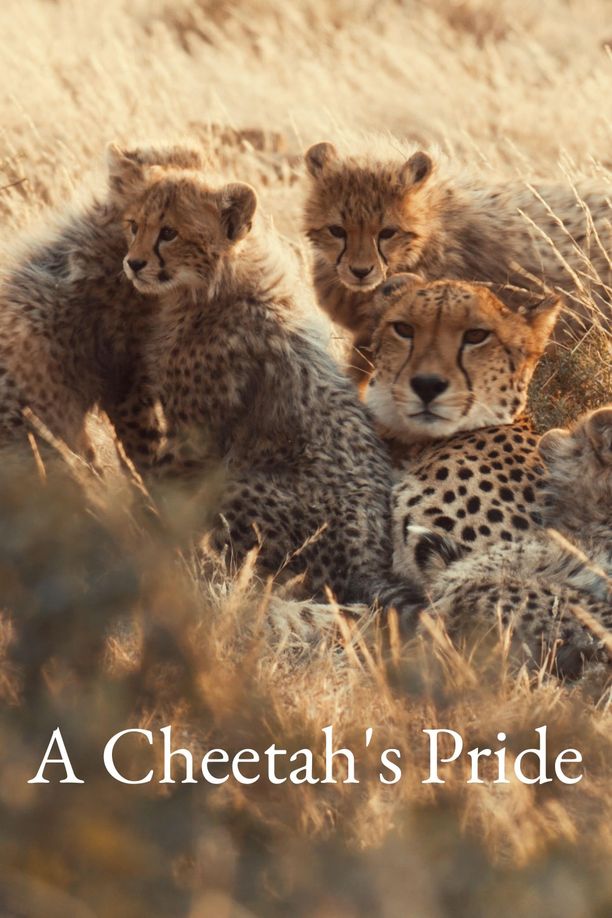 A Cheetah's Pride (2024)