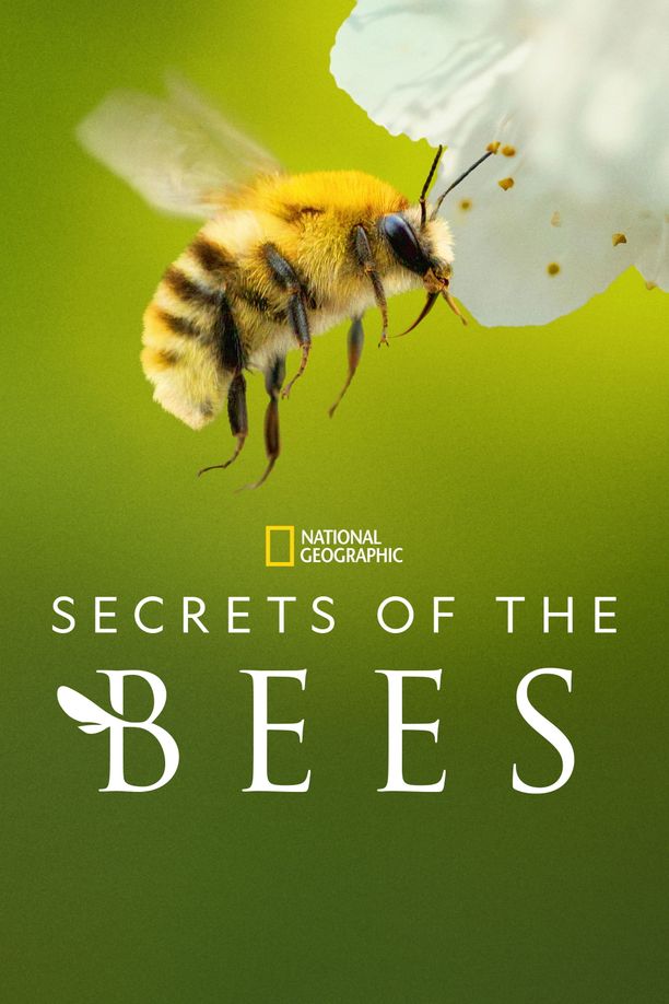 蜜蜂的秘密    第⁨一⁩季
    Secrets of the Bees (2026)