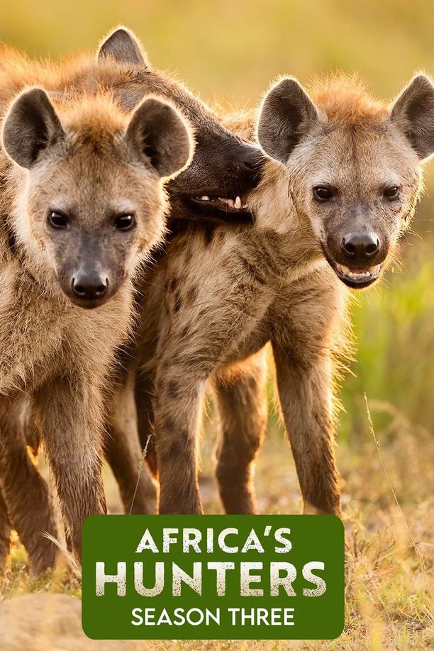 非洲猎人    第⁨三⁩季
    Africa's Hunters (2018)