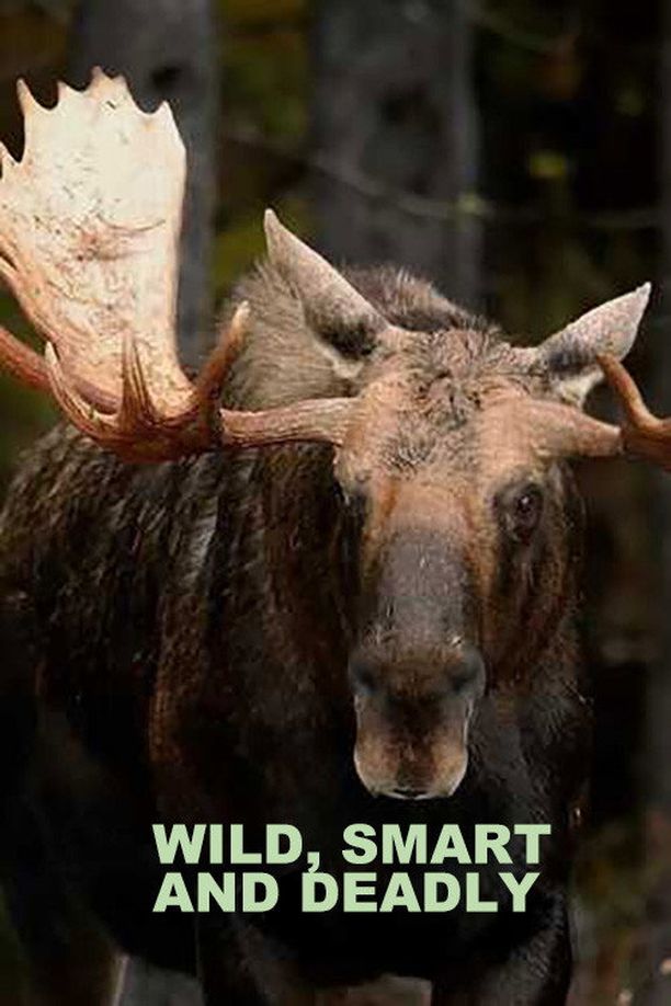 野性智慧    第⁨一⁩季
    Wild, Smart and Deadly (2024)