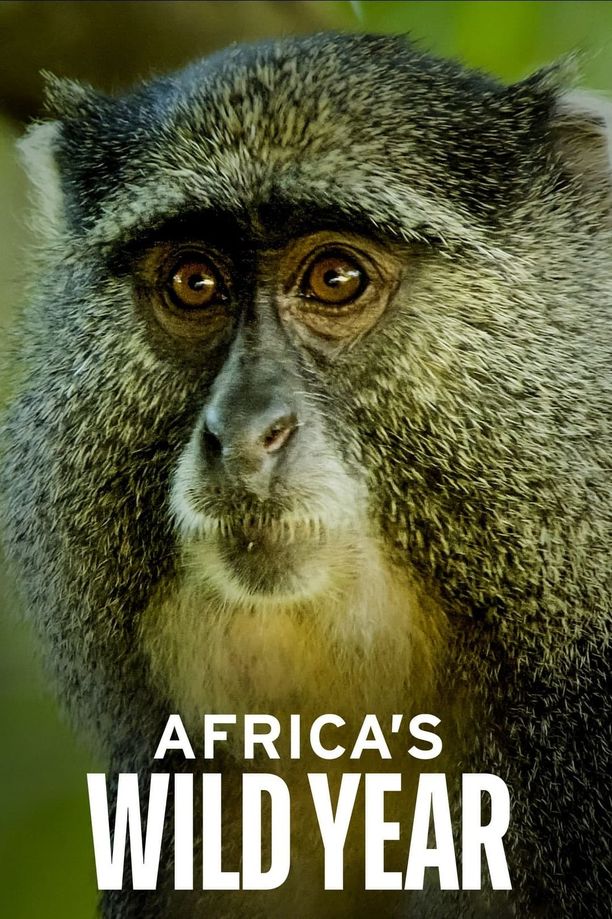 狂野非洲    第⁨一⁩季
    Africa's Wild Year (2021)