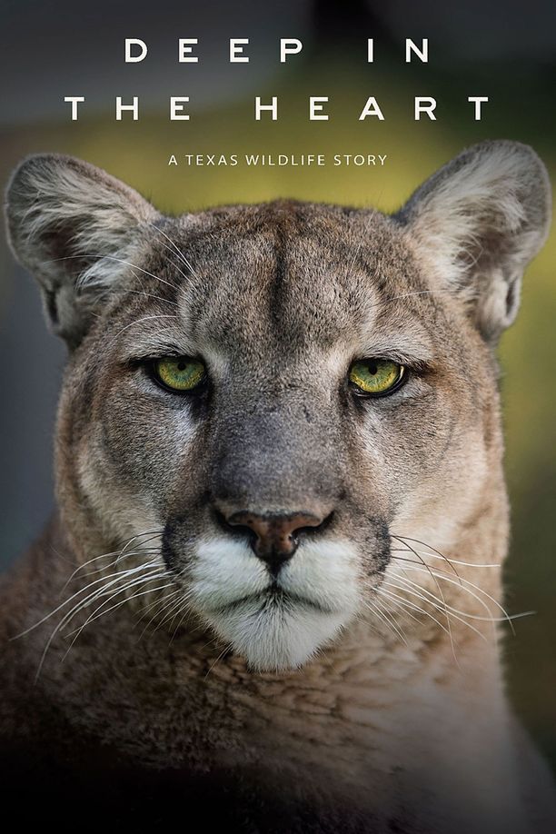 内心深处：德克萨斯野生动物的故事Deep in the Heart: A Texas Wildlife Story (2022)