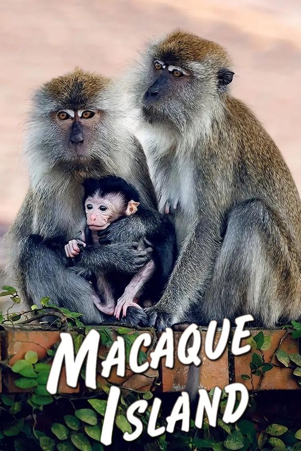 Macaque Island    第⁨一⁩季
     (2024)