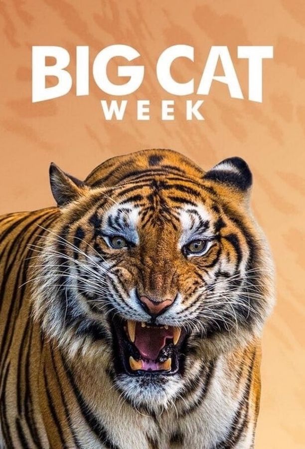 大猫日记    第⁨二千零二十二⁩季
    Big Cat Week (2022)