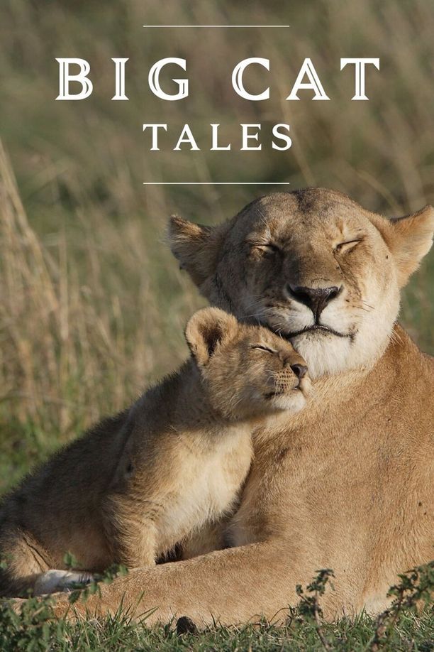 Big Cat Tales    第⁨二⁩季
     (2020)