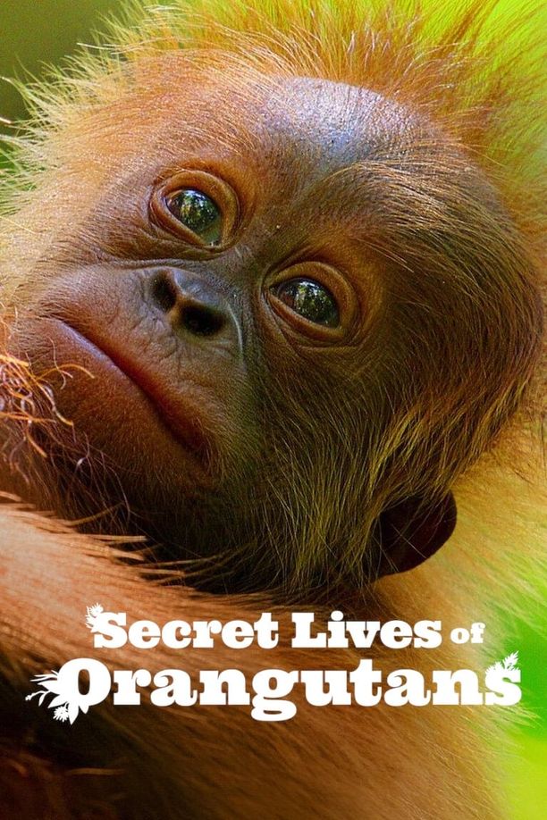 红毛猩猩的秘密生活Secret Lives of Orangutans (2024)