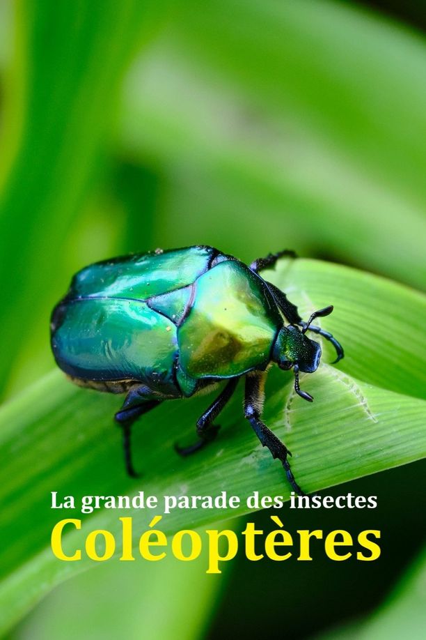Fabulous Insects - BeetlesFabelhafte Insekten - Käfer (2024)